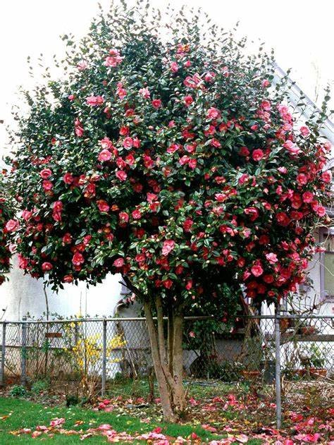 Camellia 297